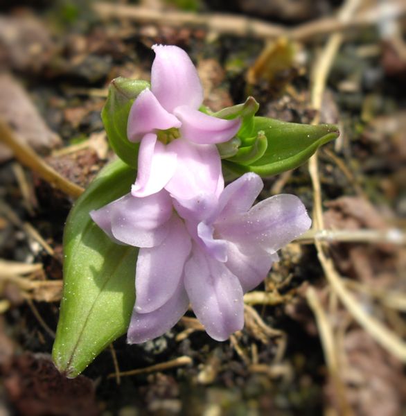 Polygonatum hookeri en fleurs sur des éboulis stabilisés des Himalayas